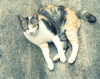 High angle view of cat resting on floor