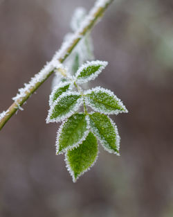 Close-up of frozen plant during winter