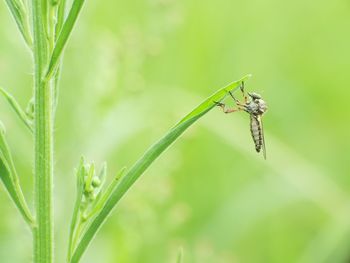 Close-up of insect on plant