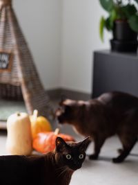 Cat sitting on table at home