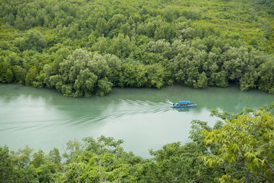 High angle view of trees by lake in forest