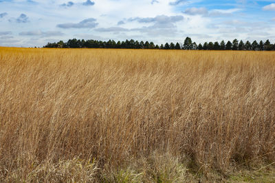 Scenic view of field against sky