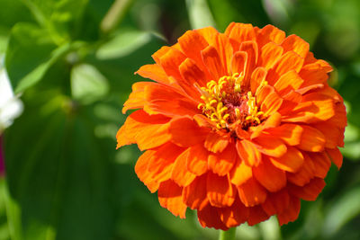 Close-up of orange flower