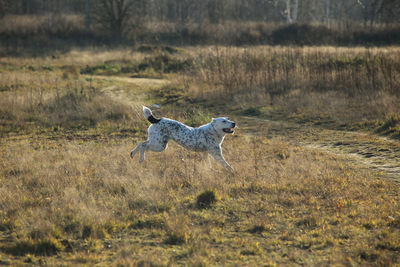 Dog running on field