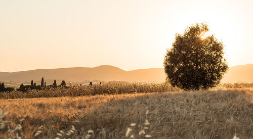 Scenic view of field against clear sky during sunset