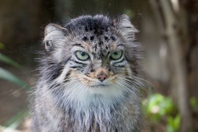 Close-up portrait of a cat