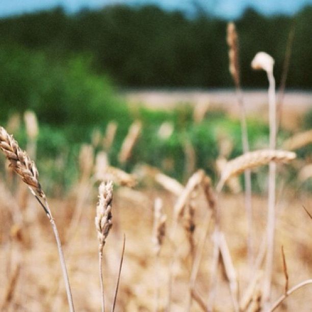 focus on foreground, field, selective focus, close-up, grass, plant, dry, nature, growth, tranquility, landscape, day, outdoors, no people, twig, dead plant, growing, beauty in nature, brown, stem