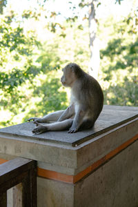 Monkey sitting on wall