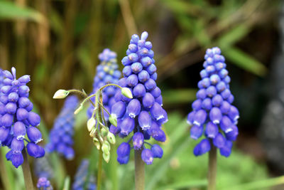 Close-up of purple flowering plants