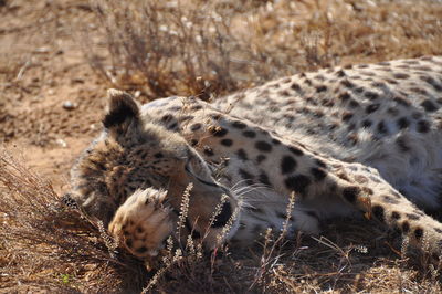 Close-up of giraffe on field