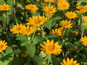 Close-up of yellow flowering plants