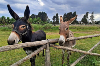 Horses in a field