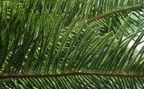 Full frame shot of wet leaves