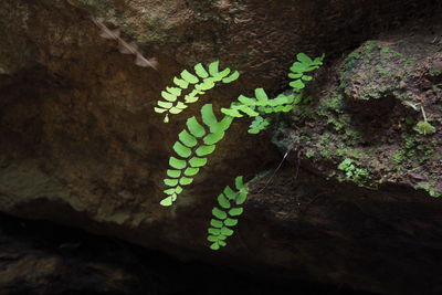 Close-up of ivy growing on tree trunk