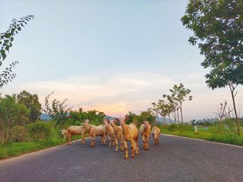 View of horse cart on road against sky