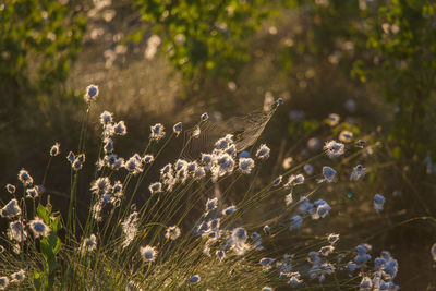 Close-up of flowering plants