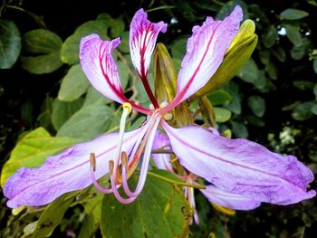 Close-up of flower blooming outdoors