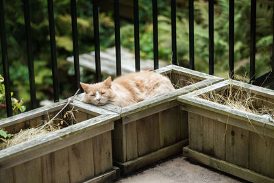 Cat takes a nap in flower planter outside