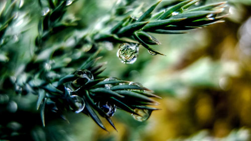 Close-up of raindrops on pine tree