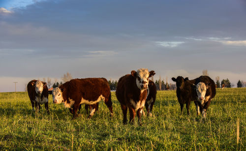 Cows on field against sky