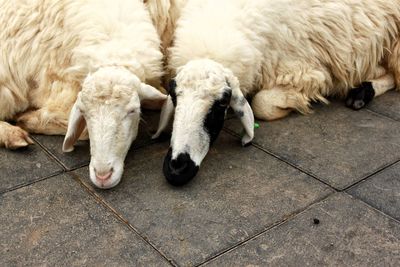 High angle view of dogs sleeping on tiled floor