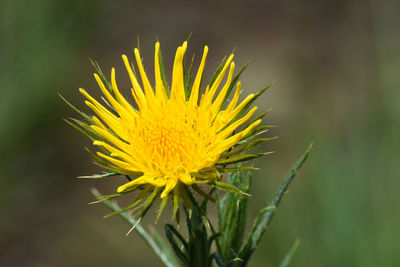 Close-up of yellow flowering plant