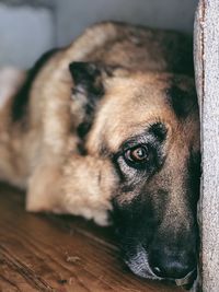 Close-up of dog looking away