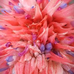 Full frame shot of pink flower