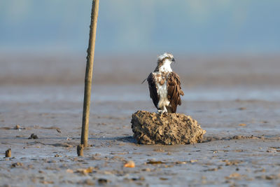 An osprey perched on a rock