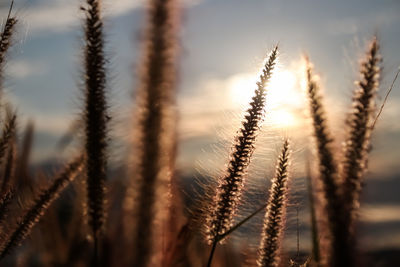 plant