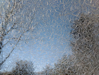 High angle view of frozen plants on land