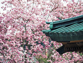 Cropped image of traditional house by cherry tree