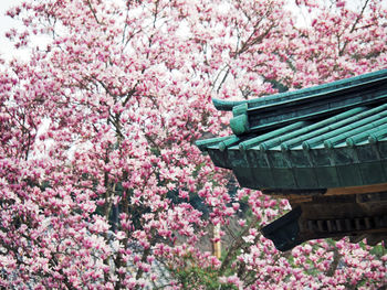 Low angle view of cherry blossoms