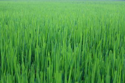 Full frame shot of corn field