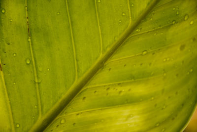 Full frame shot of wet leaf