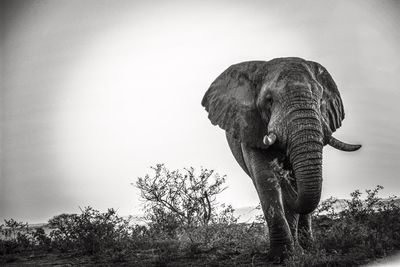 Elephant against sky