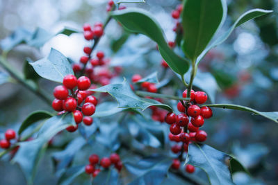 Close-up of berries growing on tree