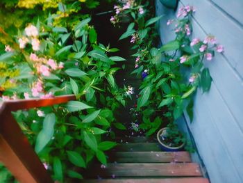 High angle view of potted plants