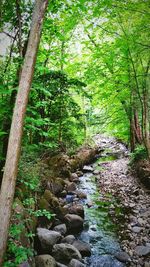 Scenic view of trees in forest