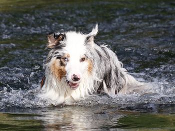 Portrait of dog on the lake