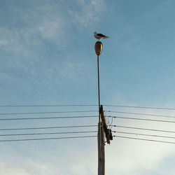 Low angle view of seagull perching on street light against blue sky