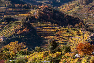 Autumn view of agricultural field with vineyard and red trees