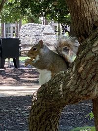 Close-up of animal on tree trunk