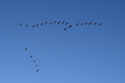 Low angle view of birds flying in sky