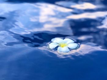 Close-up of white flower floating on water