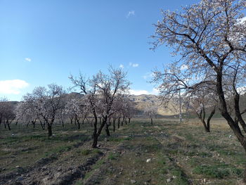 Bare trees on field against sky