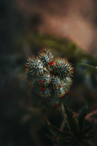 High angle view of spiked plant