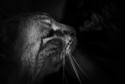 Close-up of a cat