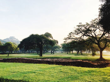 Trees on field against clear sky