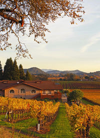 Fall color in napa valley, california, usa